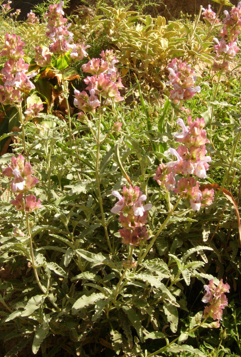 Pedicularis sp. (Scrophulariaceae) ?